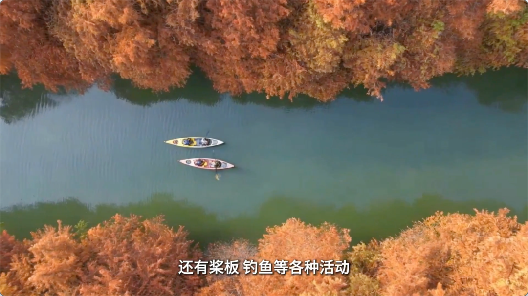 （图片来源：浦东发布视频号截图）